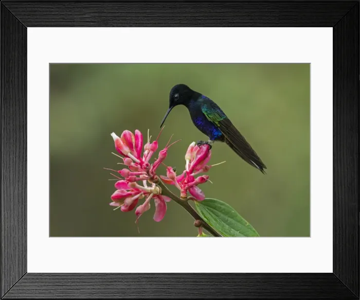 Framed Print : Picture No. 11980840 Framed Print : Picture No. 11980840