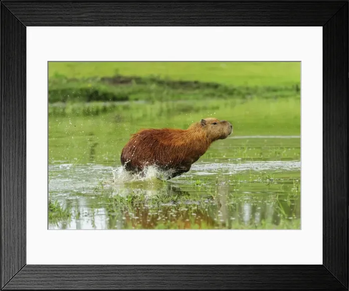 Framed Print : Picture No. 11980841 Framed Print : Picture No. 11980841