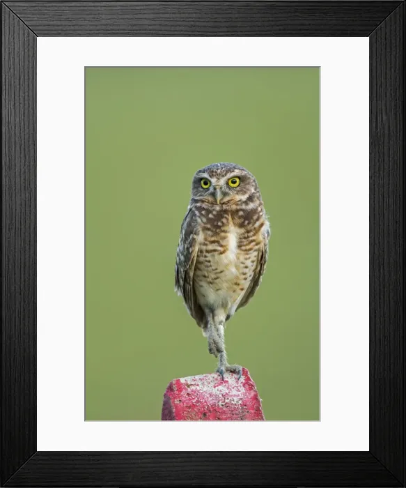 Framed Print : Picture No. 11980843