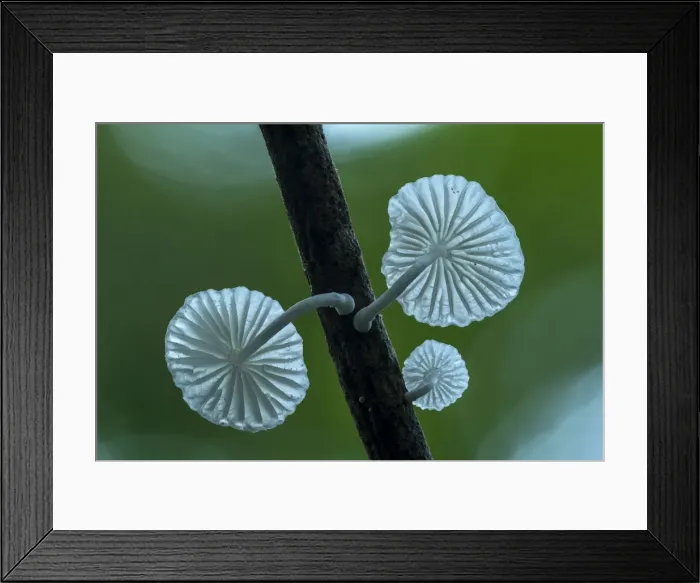 Framed Print : Picture No. 11980844 Framed Print : Picture No. 11980844