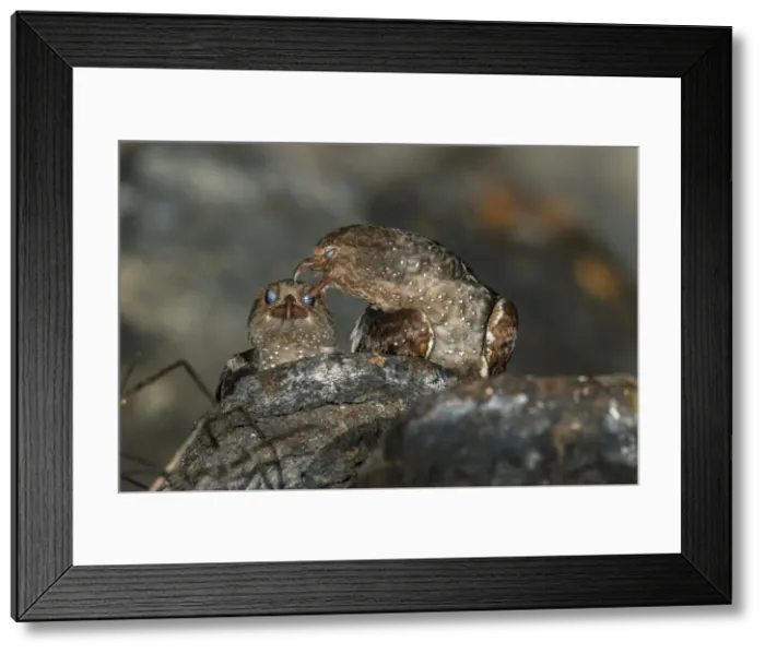 Framed Print : Picture No. 11980845 Framed Print : Picture No. 11980845