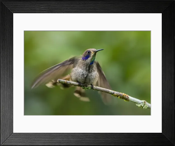 Framed Print : Picture No. 11980846 Framed Print : Picture No. 11980846