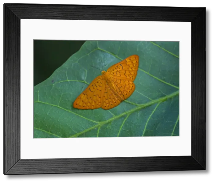 Framed Print : Picture No. 11980847
