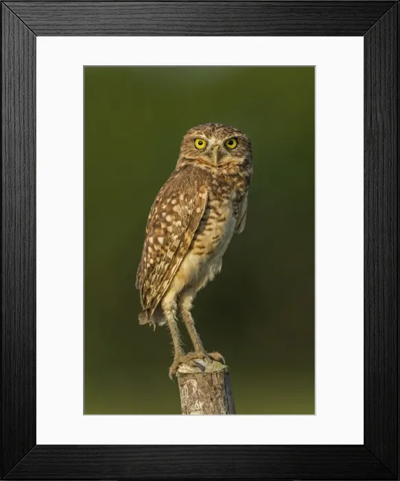 Framed Print : Picture No. 11980848 Framed Print : Picture No. 11980848