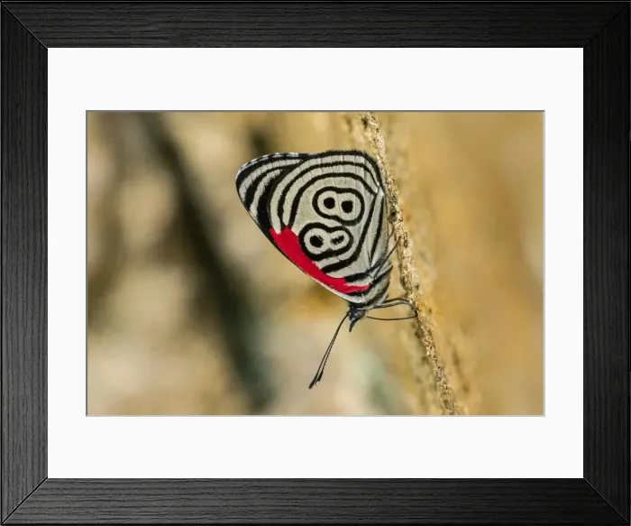 Framed Print : Picture No. 11980849 Framed Print : Picture No. 11980849
