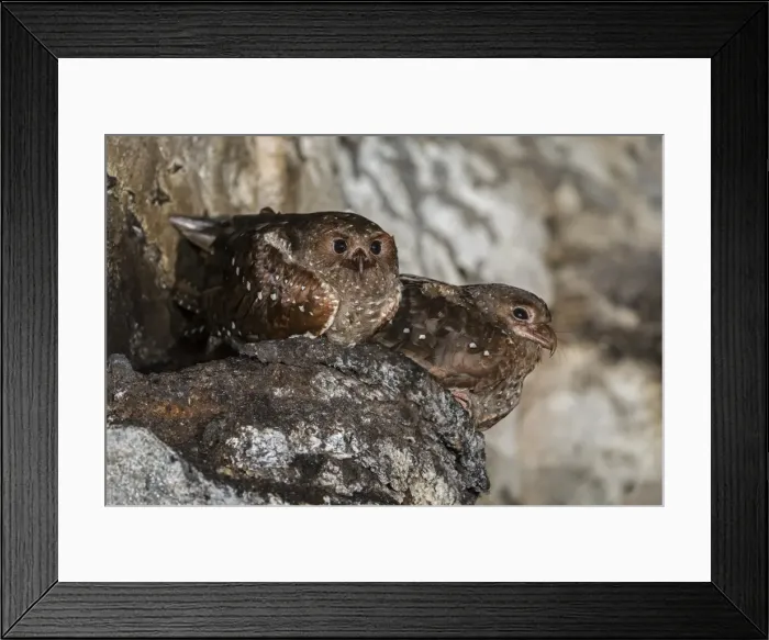 Framed Print : Picture No. 11980851 Framed Print : Picture No. 11980851