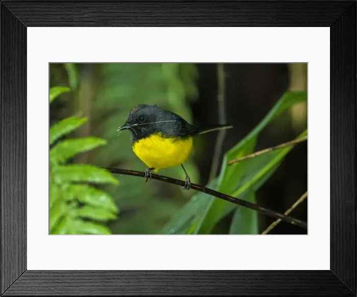 Framed Print : Picture No. 11980852 Framed Print : Picture No. 11980852