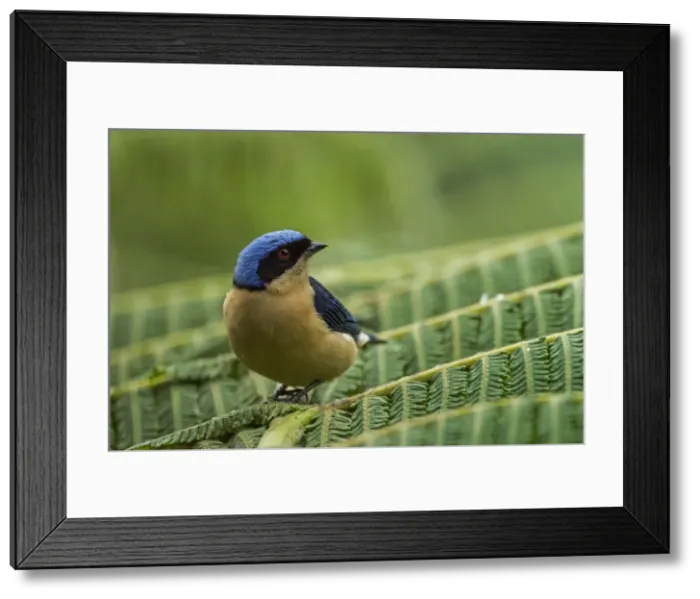 Framed Print : Picture No. 11980854