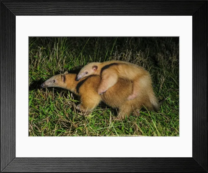 Framed Print : Picture No. 11980855