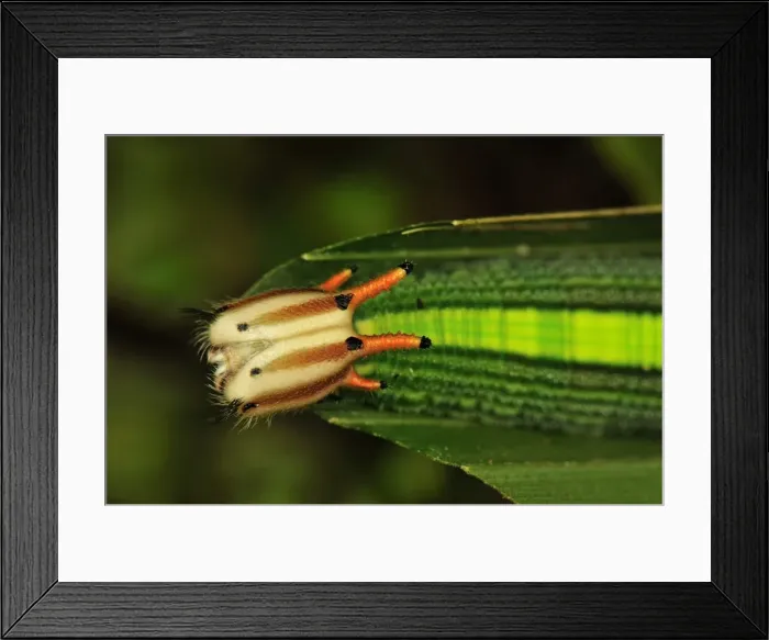 Framed Print : Picture No. 11980856 Framed Print : Picture No. 11980856