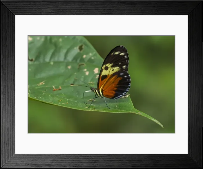 Framed Print : Picture No. 11980858 Framed Print : Picture No. 11980858