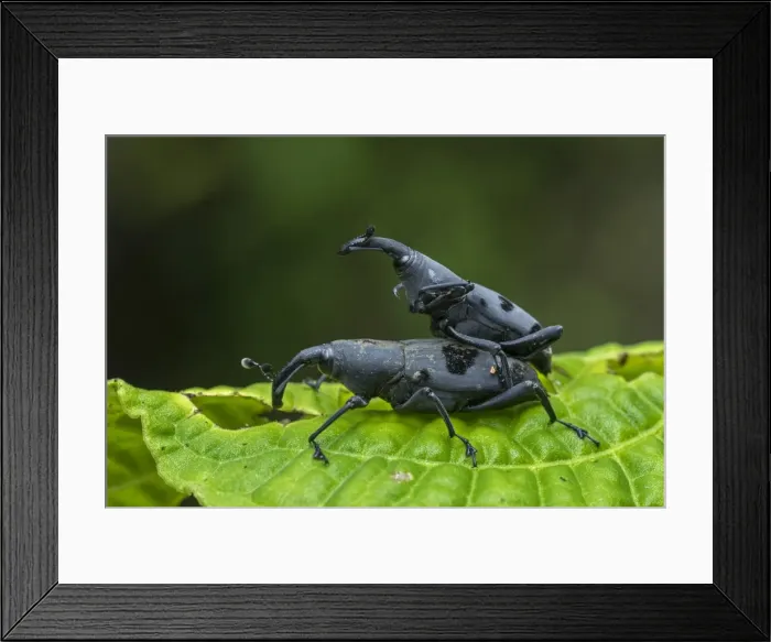 Framed Print : Picture No. 11980859 Framed Print : Picture No. 11980859