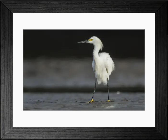 Framed Print : Picture No. 11980860 Framed Print : Picture No. 11980860