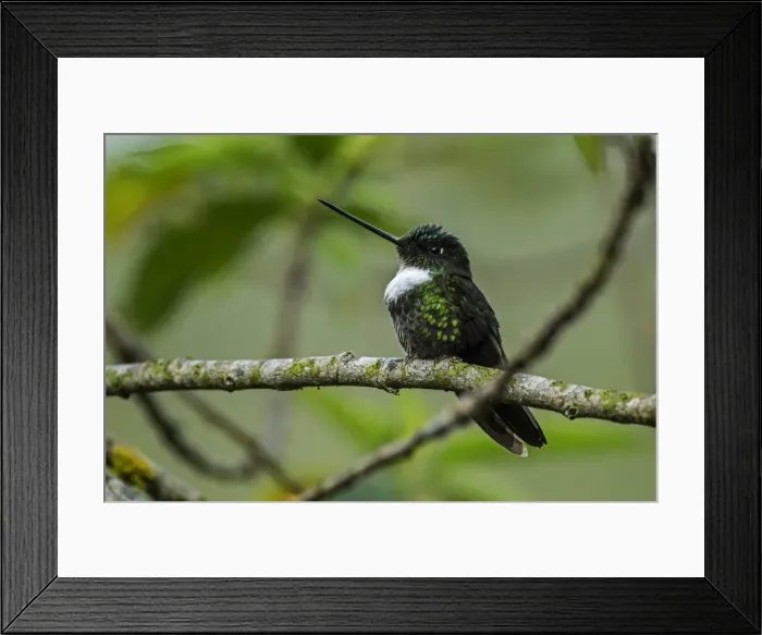 Framed Print : Picture No. 11980861 Framed Print : Picture No. 11980861