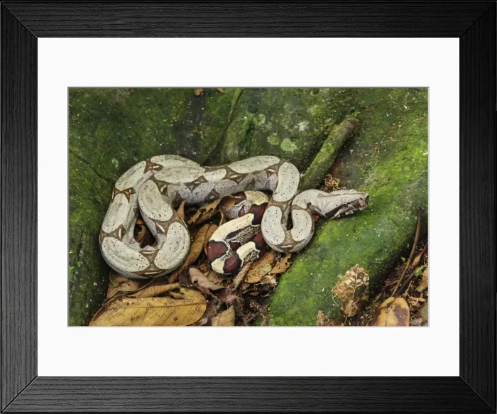 Framed Print : Picture No. 11980862 Framed Print : Picture No. 11980862