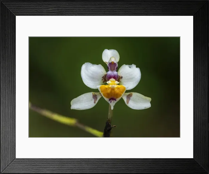 Framed Print : Picture No. 11980865 Framed Print : Picture No. 11980865