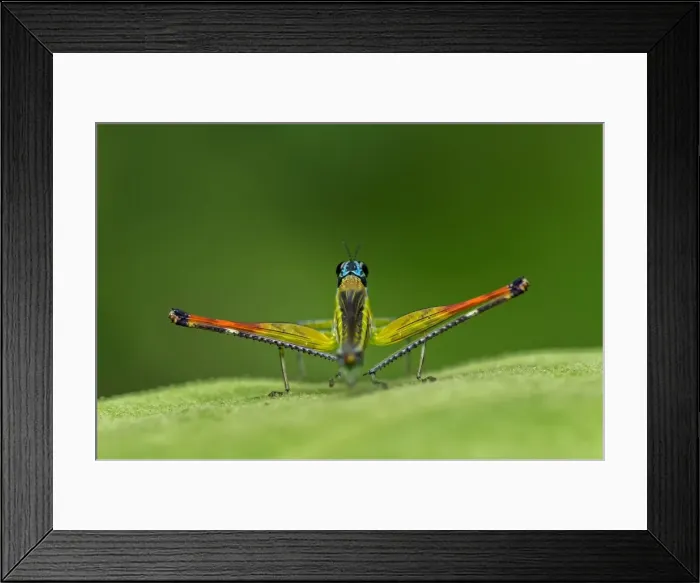 Framed Print : Picture No. 11980868 Framed Print : Picture No. 11980868