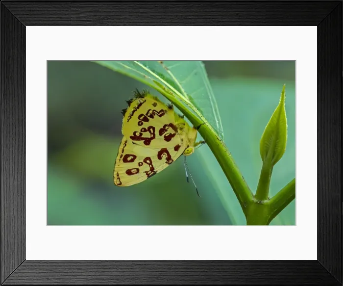 Framed Print : Picture No. 11980869 Framed Print : Picture No. 11980869