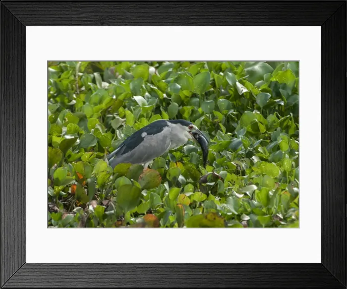 Framed Print : Picture No. 11980870 Framed Print : Picture No. 11980870