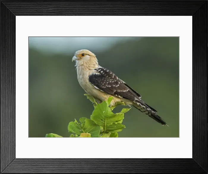 Framed Print : Picture No. 11980871 Framed Print : Picture No. 11980871
