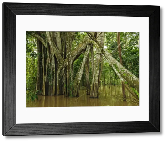 Framed Print : Picture No. 11980872 Framed Print : Picture No. 11980872