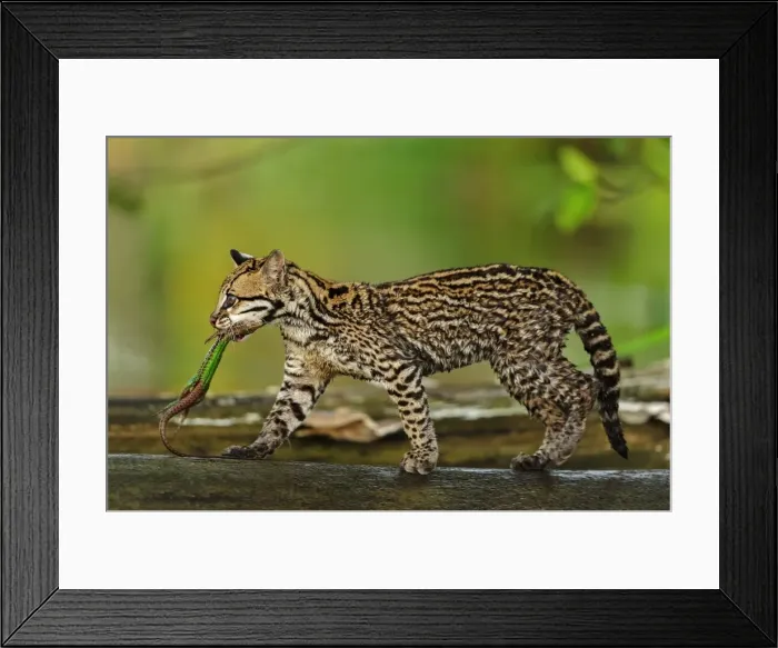 Framed Print : Picture No. 11980873 Framed Print : Picture No. 11980873