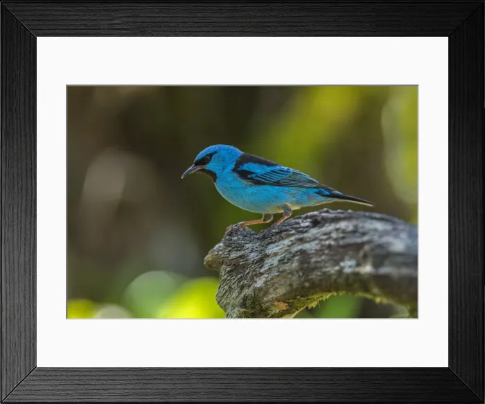 Framed Print : Picture No. 11980874 Framed Print : Picture No. 11980874