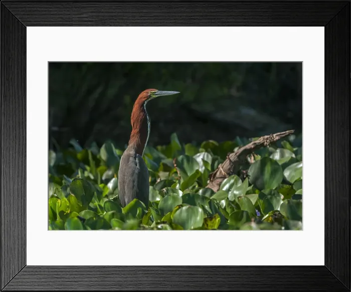 Framed Print : Picture No. 11980876