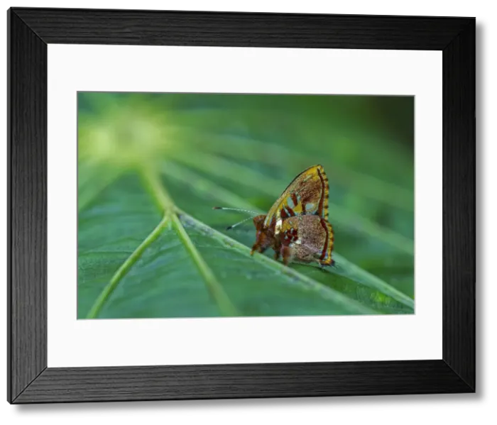 Framed Print : Picture No. 11980877 Framed Print : Picture No. 11980877