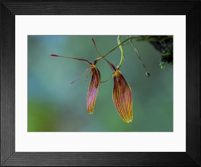 Framed Print : Picture No. 11980878 Framed Print : Picture No. 11980878