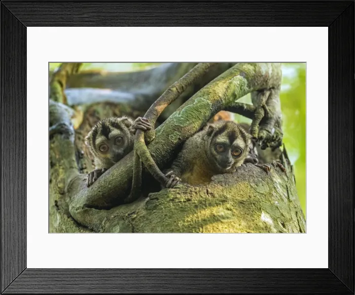Framed Print : Picture No. 11980881