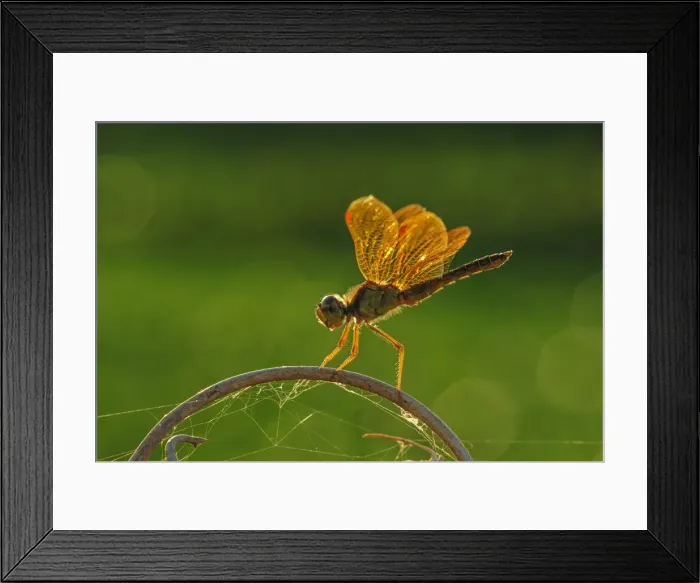 Framed Print : Picture No. 11980882 Framed Print : Picture No. 11980882