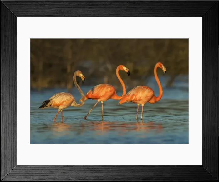 Framed Print : Picture No. 11980883 Framed Print : Picture No. 11980883