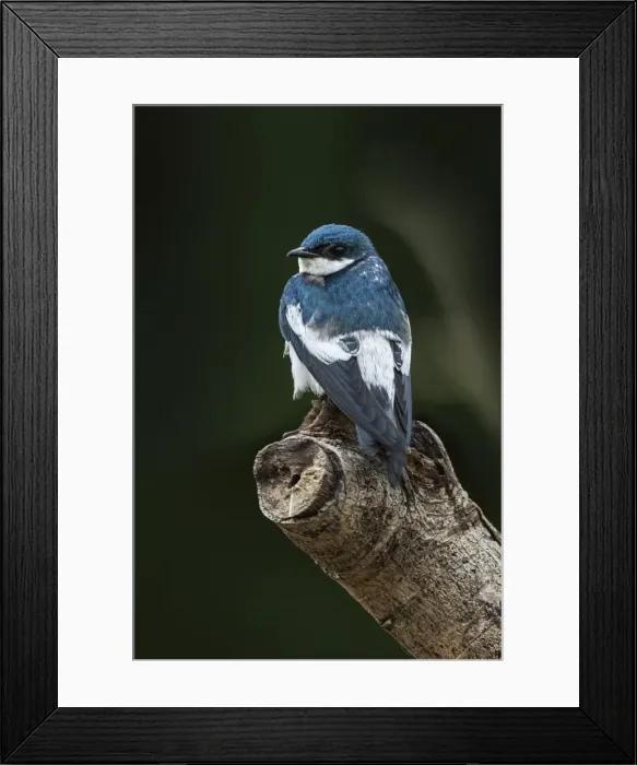 Framed Print : Picture No. 11980884 Framed Print : Picture No. 11980884