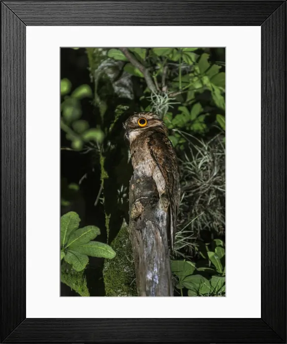 Framed Print : Picture No. 11980885 Framed Print : Picture No. 11980885