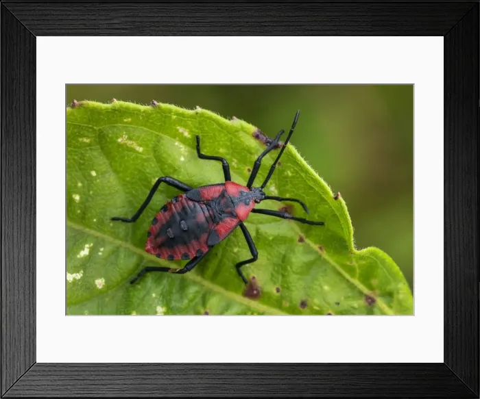 Framed Print : Picture No. 11980886 Framed Print : Picture No. 11980886