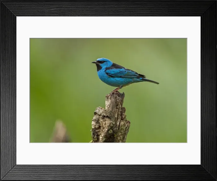 Framed Print : Picture No. 11980888 Framed Print : Picture No. 11980888