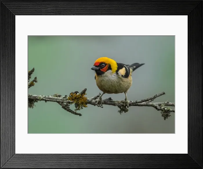 Framed Print : Picture No. 11980890 Framed Print : Picture No. 11980890