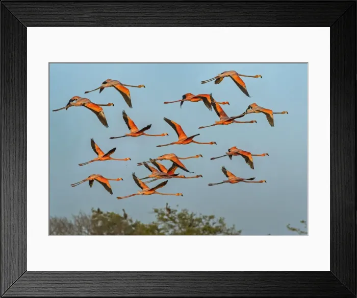 Framed Print : Picture No. 11980891 Framed Print : Picture No. 11980891