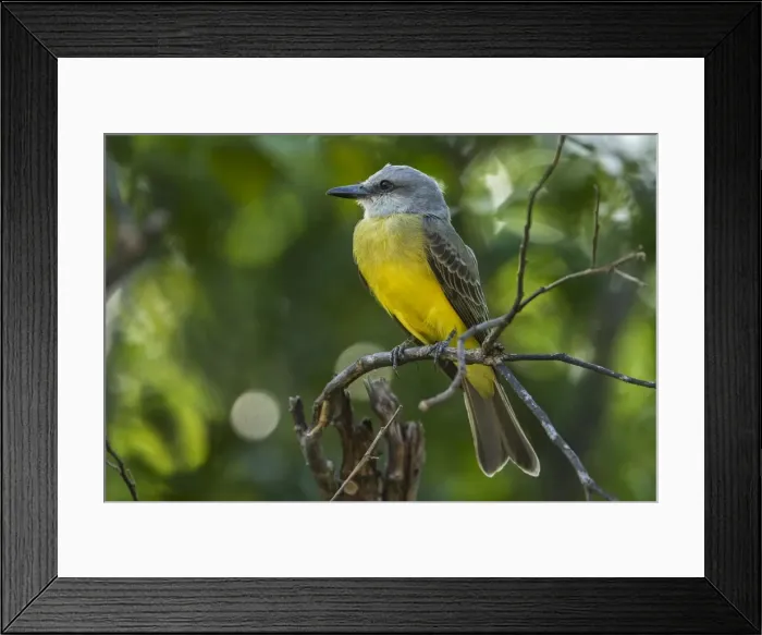 Framed Print : Picture No. 11980892 Framed Print : Picture No. 11980892