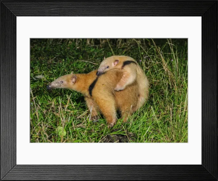 Framed Print : Picture No. 11980893 Framed Print : Picture No. 11980893