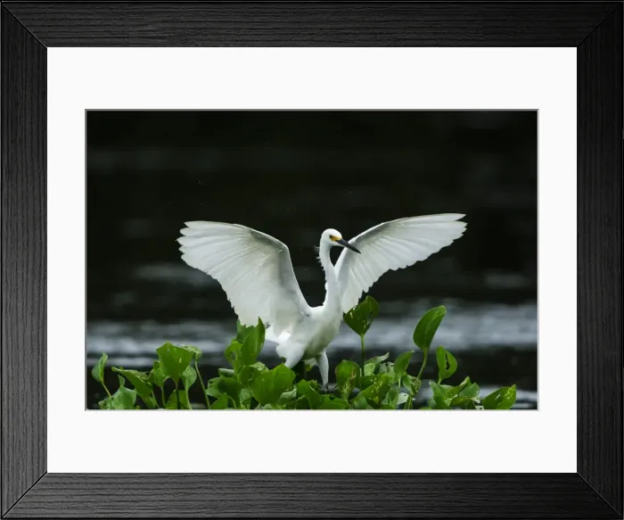 Framed Print : Picture No. 11980894 Framed Print : Picture No. 11980894