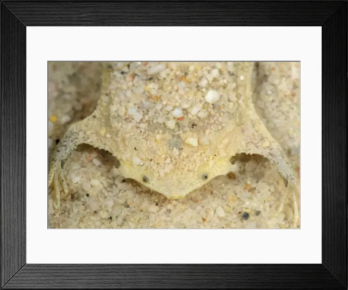 Framed Print : Picture No. 11980895 Framed Print : Picture No. 11980895
