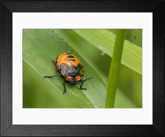 Framed Print : Picture No. 11980896 Framed Print : Picture No. 11980896
