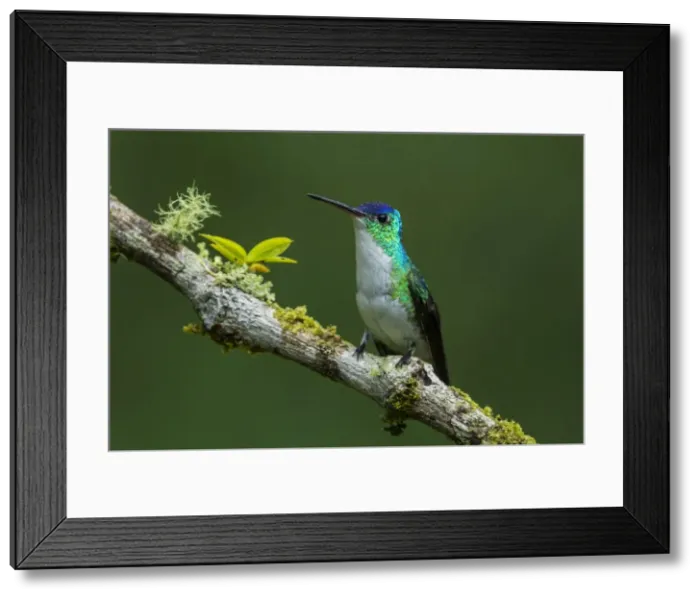 Framed Print : Picture No. 11980897
