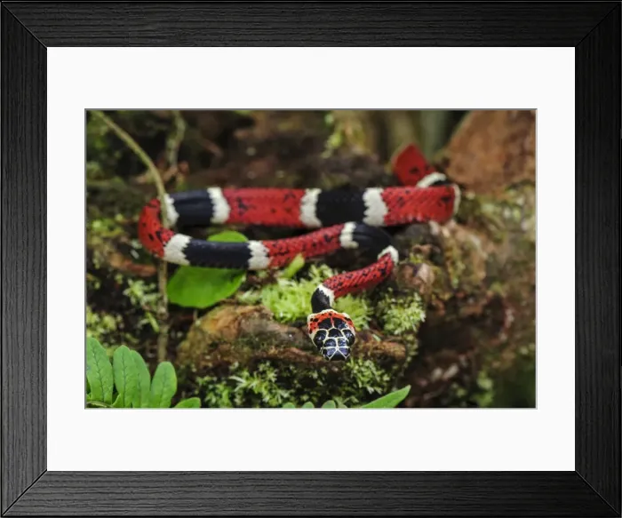 Framed Print : Picture No. 11980898