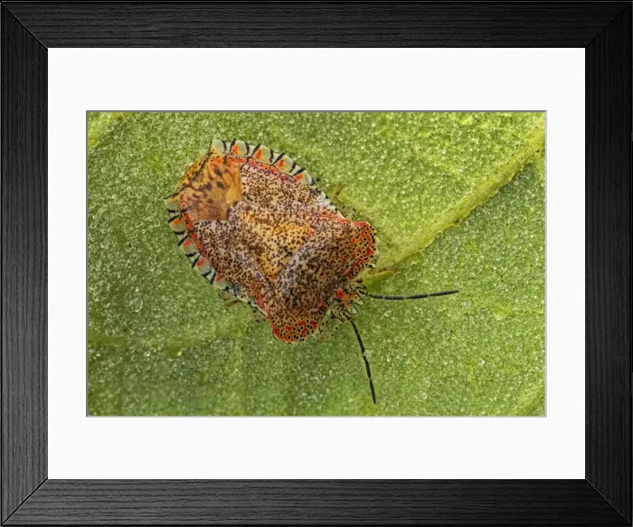 Framed Print : Picture No. 11980899