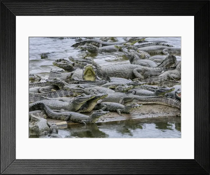 Framed Print : Picture No. 11980900 Framed Print : Picture No. 11980900