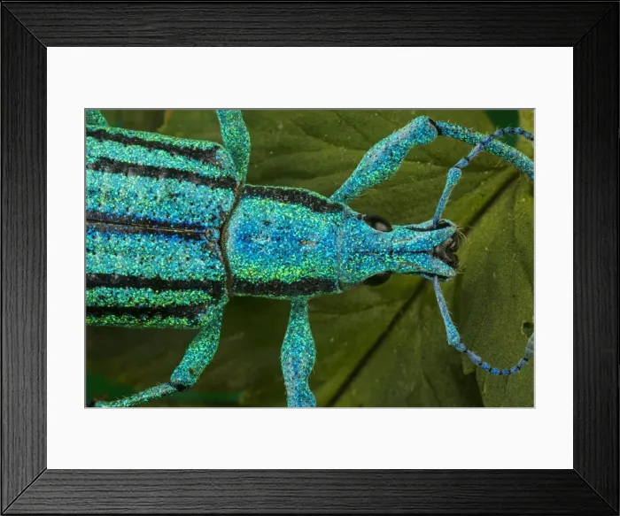 Framed Print : Picture No. 11980901 Framed Print : Picture No. 11980901
