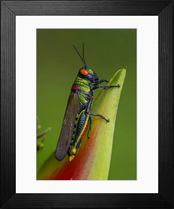Framed Print : Picture No. 11980902 Framed Print : Picture No. 11980902